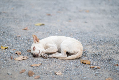 View of a dog sleeping on footpath