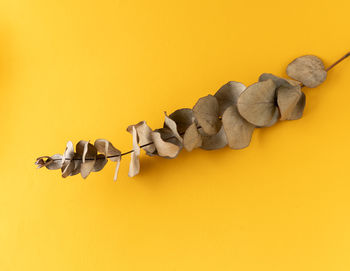 Eucalyptus branch with leaves on a yellow background