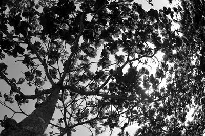 Low angle view of tree against sky
