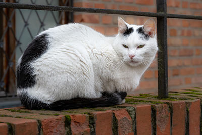 Close-up of cat