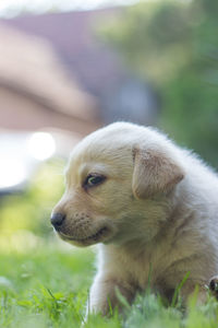 Close-up of dog on field