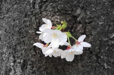 Close-up of white flowers blooming on tree