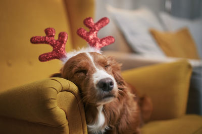 Dog with costume of reindeer antlers. sleeping retriever while waiting for christmas.