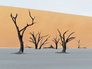 Bare tree in desert against sky