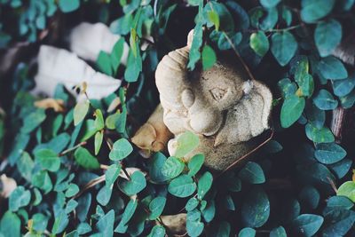 Close-up of mushrooms