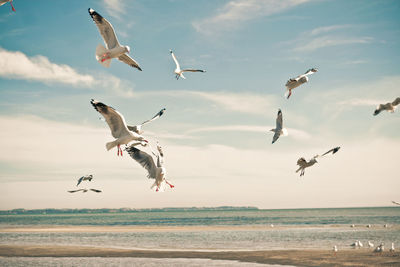 Seagulls flying over beach