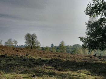 Trees on field against sky