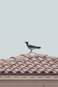 Bird perching on roof against clear sky