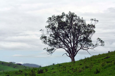 Tree on field against sky