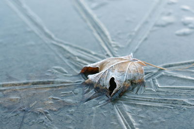 High angle view of a shell on the beach