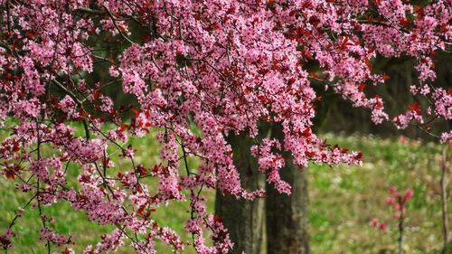 Close-up of pink cherry blossoms in spring