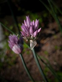 Close-up of pink flowering plant