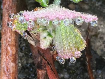 Close-up of wet frozen flower