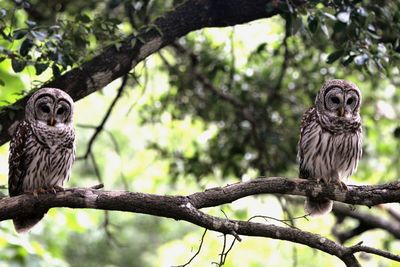 Two owls perching on branch