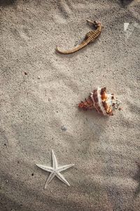 High angle view of crab on sand