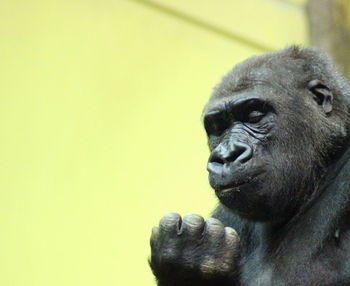 Close-up of monkey on hand