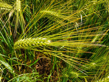 Close-up of crops growing on field