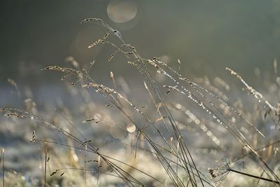 nature