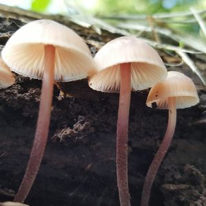 Close-up of mushrooms growing in forest