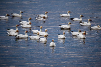 Selective focus view of flock of snow geese in the st. lawrence river during a grey spring morning