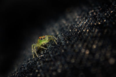 Close-up of spider on rock