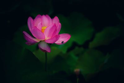 Close-up of pink water lily