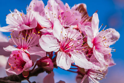 Close-up of pink cherry blossoms