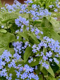 Close-up of purple flowering plants