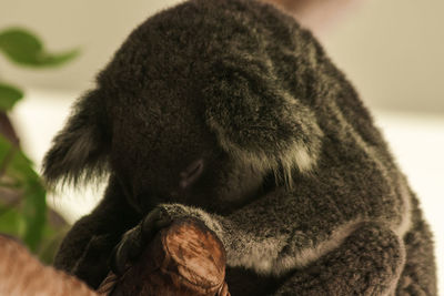 Close-up of lion resting