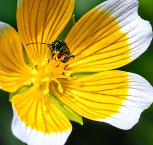 Close-up of insect on yellow flower