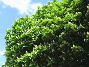 Low angle view of trees