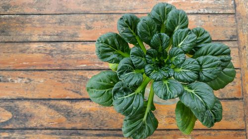 High angle view of house plant