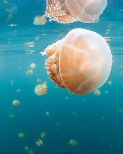 Close-up of jellyfish in sea