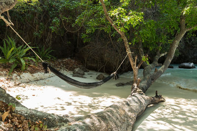 Trees in water