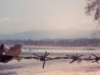 Close-up of rusty barb wire against sky during winter