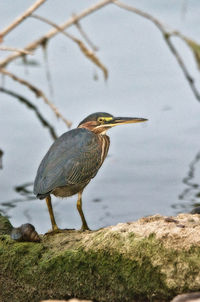 Close-up of bird perching on rock