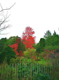 Red flowers on tree against clear sky