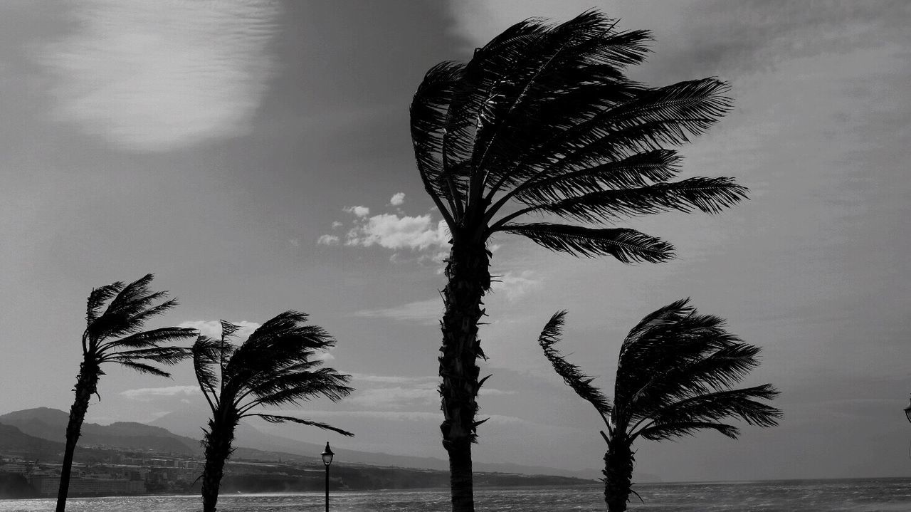 tree, plant, nature, sky, water, no people, cloud - sky, palm tree, outdoors, day