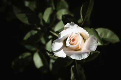 Close-up of white rose against black background