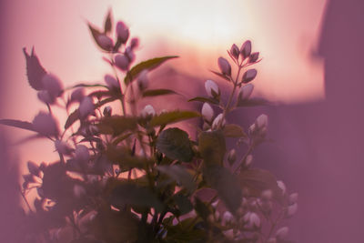 Close-up of pink flowering plant against sky