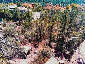High angle view of trees in forest