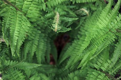 Close-up of fern leaves