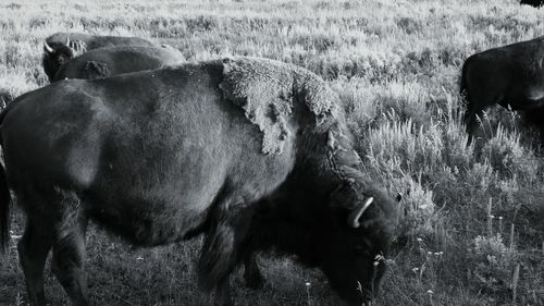 Sheep grazing on field