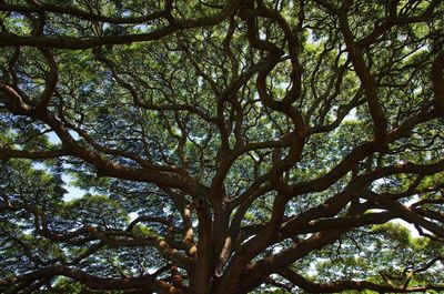 Low angle view of trees