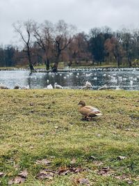 Ducks in a lake