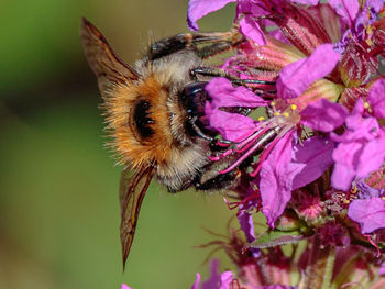 Close-up of bee pollinating on pink flower