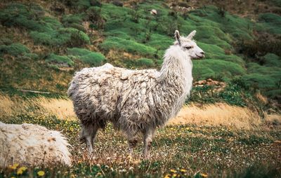 Alpaca standing on grassy field