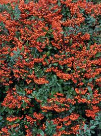 Full frame shot of red flowering plants