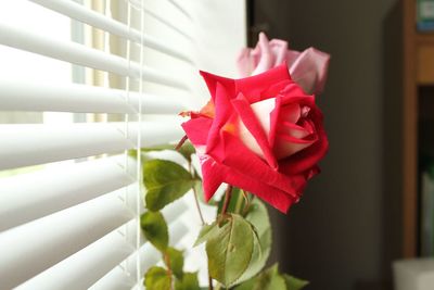 Close-up of rose roses