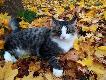 Cat resting on dry leaves during autumn